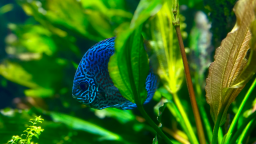 FishWiki Discord Server Banner