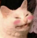 Blushkitty emoji