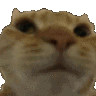 CatNo emoji
