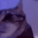 INSANECAT emoji