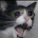 m_cat_yamero emoji