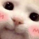 C_cat_blush emoji