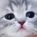 cat emoji