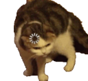 Cat_Confused emoji
