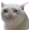 Cat_Crying emoji