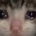 Sadcat emoji
