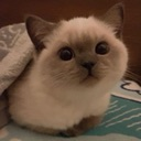 Cat emoji
