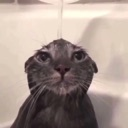 wetcat emoji