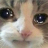 sadcat emoji