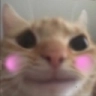 HappyCat emoji