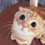 catlook emoji