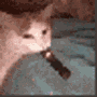 catvape emoji