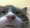 catstare emoji