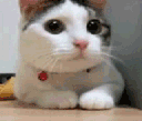 CatNope emoji