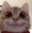catsmile emoji