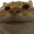 catyes emoji
