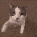 b_catkiss emoji