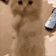 b_catbeg emoji