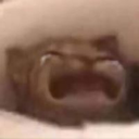 3121catcry emoji