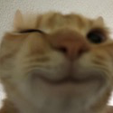 3601catwink emoji