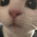 6603catstare emoji