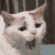 8848catyawn emoji