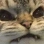 9211catgrr emoji
