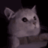 flashcat emoji
