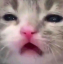 catstoned emoji