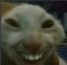 cattroll emoji