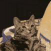 1squishcat emoji