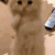 aq_Cat_Welcome emoji