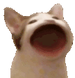 8772_popcat emoji