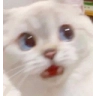 catwaitwhat emoji