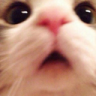 catblush emoji