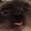 catderp emoji