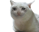 sadcat emoji