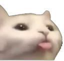 hahacat emoji