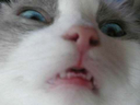 CATRAGE emoji