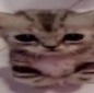 catsad emoji