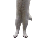 9265longcat3 emoji