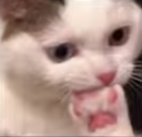 kitty emoji