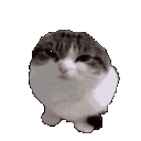 9845wawacat emoji