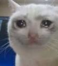 sadcat emoji