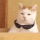 CoolCat emoji