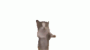 schnapidancingcat emoji