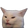 cat_wtf emoji