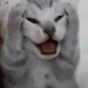 CatSTFU emoji