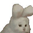 8720catbunny emoji