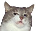 KnifeCat emoji
